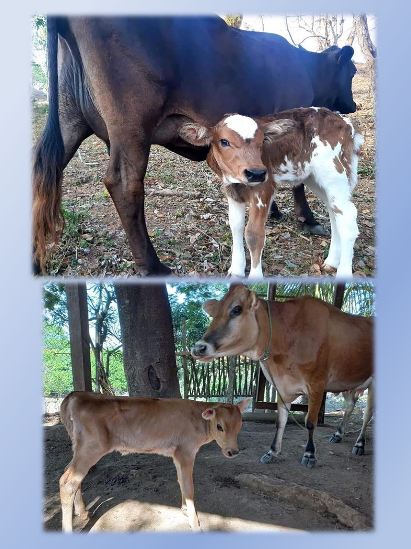 inseminacion-artificial-bovina
